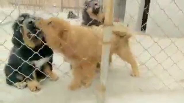 Щенки тибетского мастифа смотреть онлайн