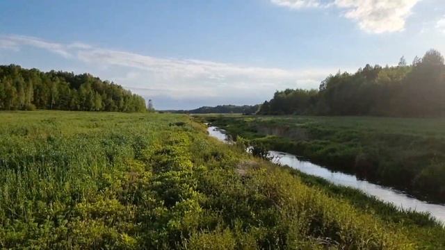 Охота на самца косули! смотреть онлайн