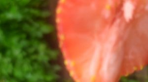 сорт клубники Вима Занта