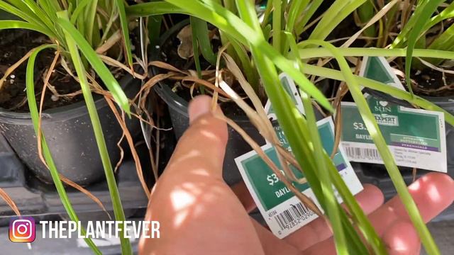 Big Box Store Plant Shopping! Come Plant Shopping With Me! Houseplant Nursery Tour! Houseplant Shop