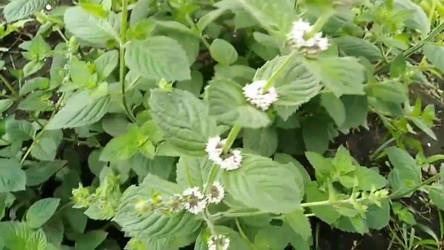 Настой, чай из мяты, польза. смотреть онлайн