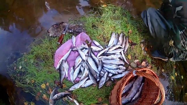 Рыбалка на лесной речке. Хариус на спиннинг или хариус на удочку? смотреть онлайн