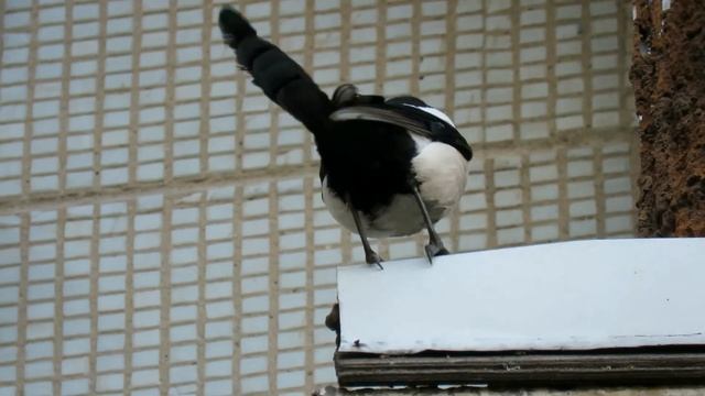 Городское зверье. Воронеж звери на улице. смотреть онлайн