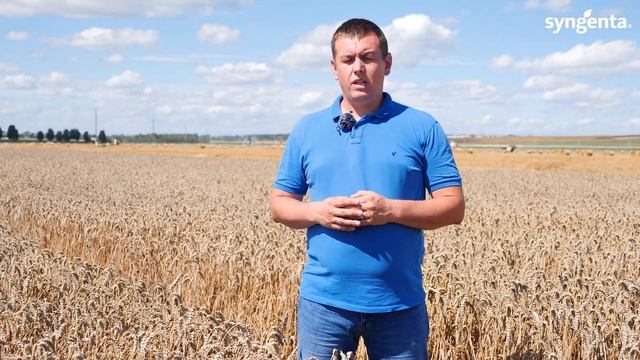 Надежная система защиты - достойный результат! Озимая пшеница, сорт Этана. смотреть онлайн