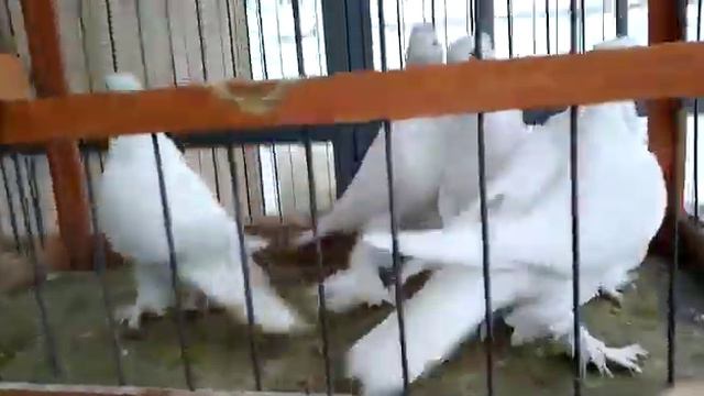 19 февраля 2022 г. паровка, самки, белые, андижанские голуби, питомник Москва +7 968 402-31-75 смотреть онлайн