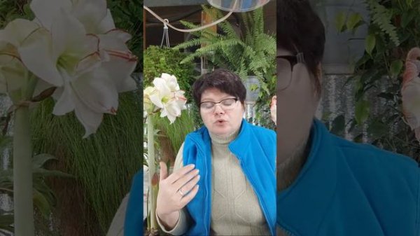 Курс ГИППОМАНИЯ. Что это?