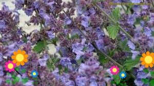 Котовник фассена Кит Кэт. Краткий обзор, описание характеристик nepeta faassenii Kit Cat