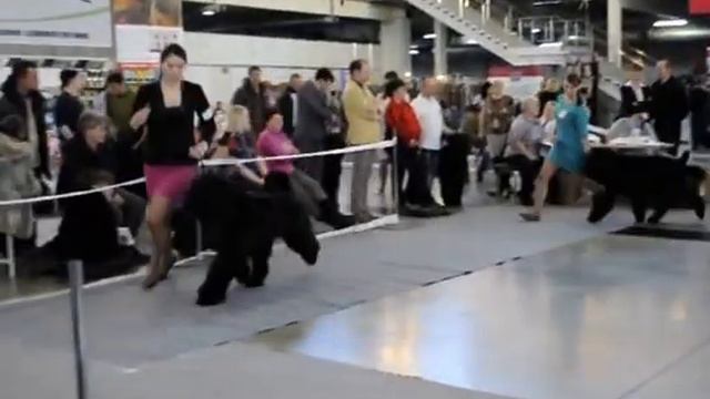 Русский Черный Терьер Adam Racy Style БЕРЕНИС www.adam-brt.ru смотреть онлайн