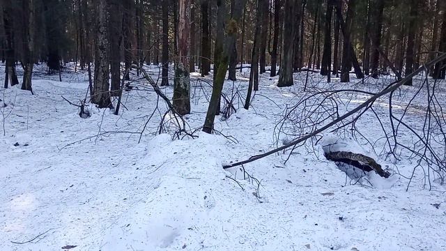 Таёжная этика