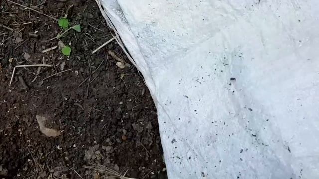 Радужная сад