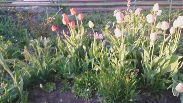 Как цветет императорский рябчик смотреть онлайн