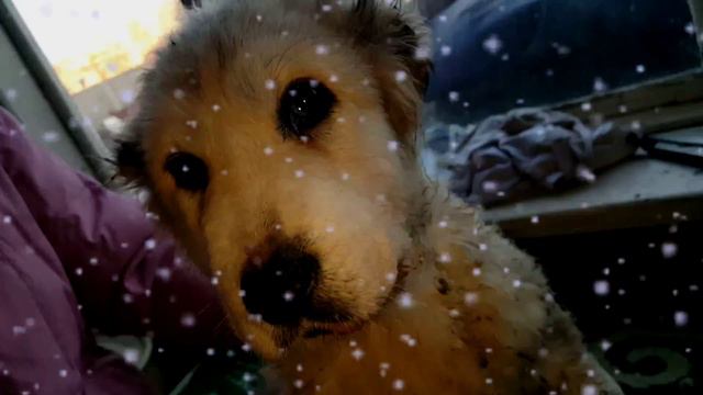 Щенок азиата борется за жизнь смотреть онлайн