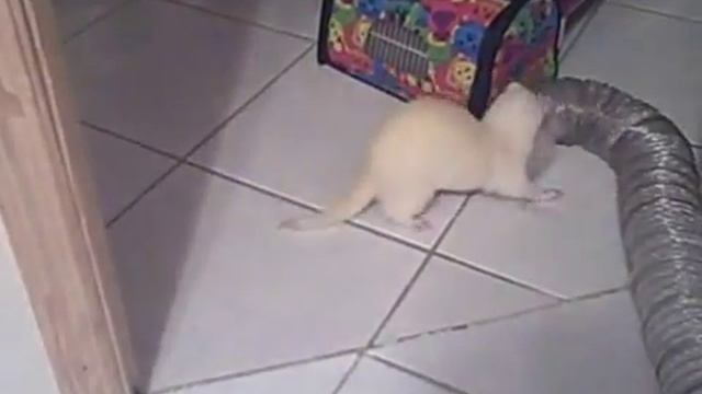 Почему я люблю фреток смотреть онлайн