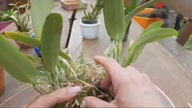 Каттлея деление куста орхидеи. КОРНИ орхидеи в корнях травы. Субстрат для Каттлеи смотреть онлайн
