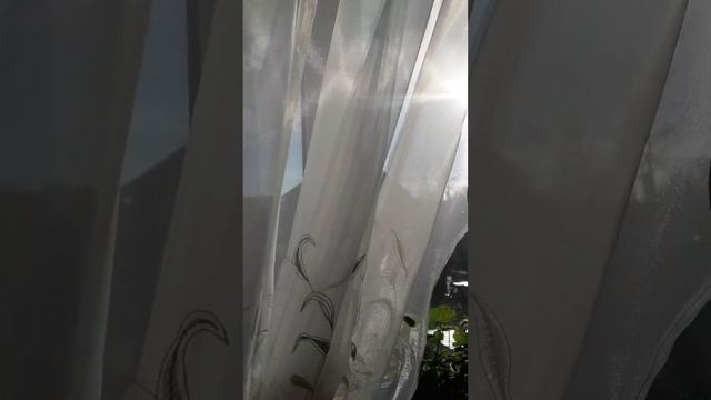 Клубника на окне смотреть онлайн