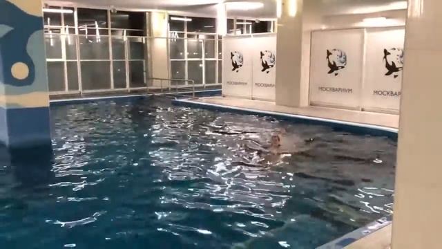 Плавание с дельфинами в Москве смотреть онлайн