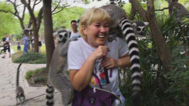 ПОВЕЛИТЕЛЬ ЛЕМУРОВ || SHANGHAI WILD ANIMAL PARK смотреть онлайн