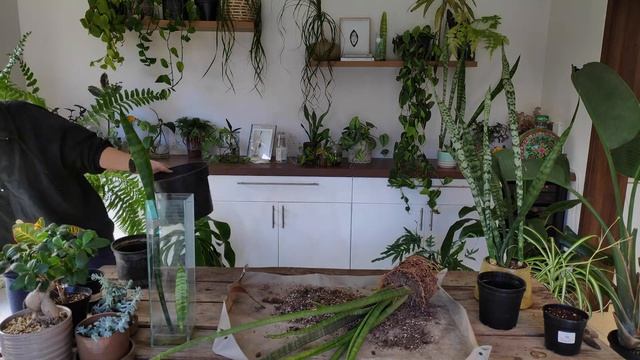 Elephant's Toothpick a.k.a Sansevieria cylindrica смотреть онлайн