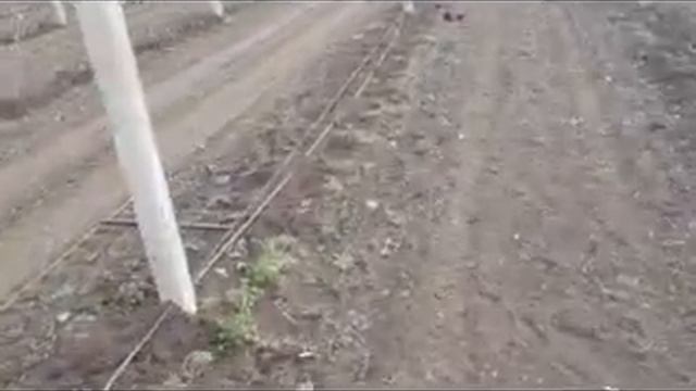 Осенняя#подкормка#малина#радзиёва#пшехиба смотреть онлайн