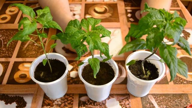 Острый перец Golden Nagget на 50 день смотреть онлайн