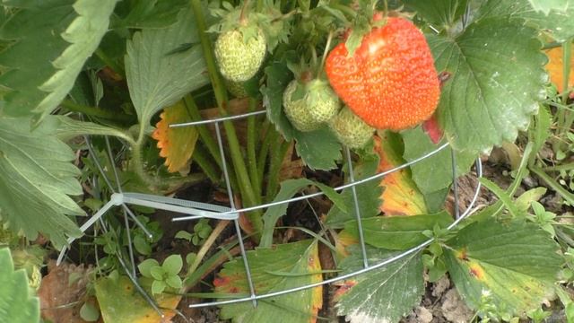 Ни когда не делайте так с клубникой!? смотреть онлайн