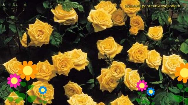 Роза плетистая Ландора Климбер. Краткий обзор, описание характеристик, где купить саженцы смотреть онлайн