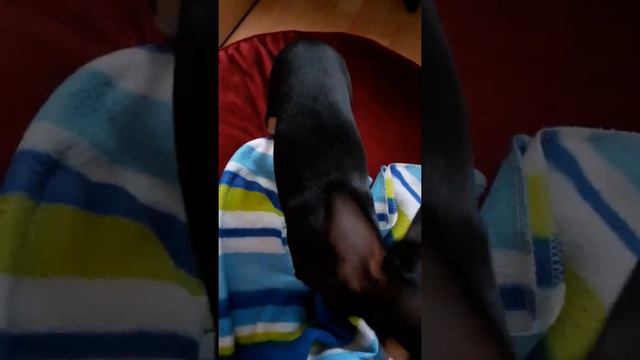 Prager Rattler Welpe Maja смотреть онлайн