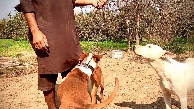 Gultair puppy ||tiger ||with best look||farrukh vlogger ||#gultair смотреть онлайн