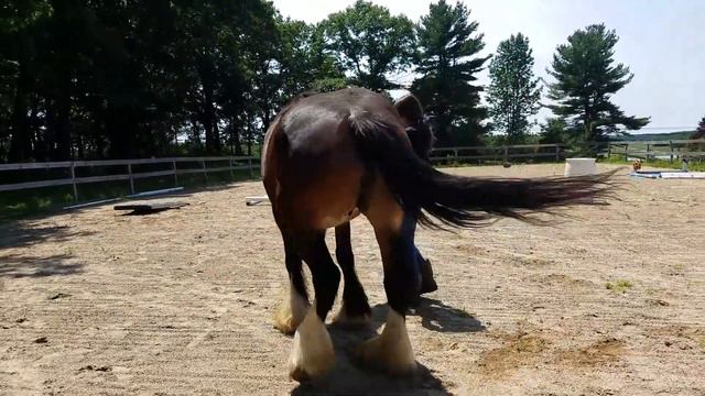 Fable doing some training смотреть онлайн