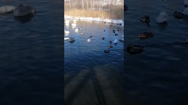 Озеро Светлое Алтайский край село Урожайное, незабываемо красиво🦢❤ смотреть онлайн