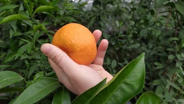 КЛЕМЕНТИН ПРИВИТЫЙ ВЕТОЧКОЙ С МАГАЗИННЫХ ПЛОДОВ.ПЕРВОЕ ПЛОДОНОШЕНИЯ смотреть онлайн