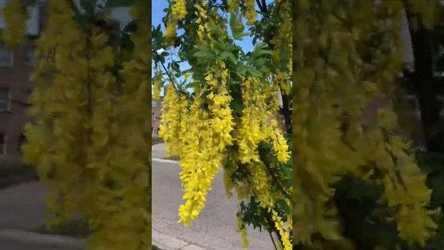 Растение похожее на воробьиную акацию.. смотреть онлайн