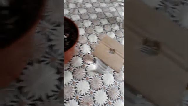 Юкка! ОЧЕНЬ ЛЕГКИЙ И ЭФЕКТИВНЫЙ способ размножения, укоренения, черенкование комнатной ЮККИ!