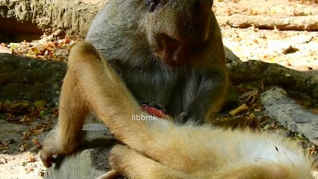 Rolex monkey and monkey jessie on romantic time !!! смотреть онлайн