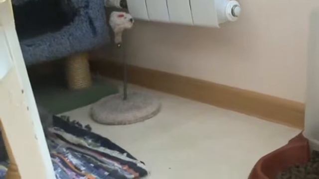 Голубой британский котенок играет. П-к Silvery Snow. смотреть онлайн