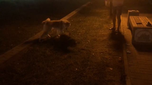 Лабрадор Милка - Команда ко мне в процессе игры с Акито Ино Самурай смотреть онлайн