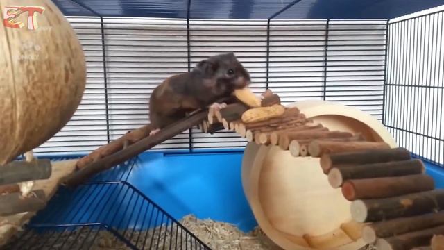 🐹Смешное видео про хомяков. ПРОСТО УМОРА🐹Funny video about hamsters. JUST HILARIOUS смотреть онлайн