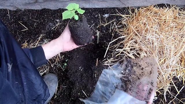 Выращивание огурцов. Высаживаем рассаду огурцов в теплицу смотреть онлайн