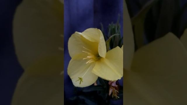 Энотера в моём саду смотреть онлайн