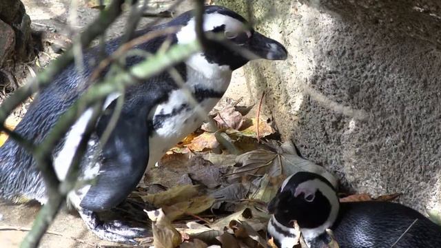 Wuppertal Zoo Spheniscus demersus 06 1 ies смотреть онлайн