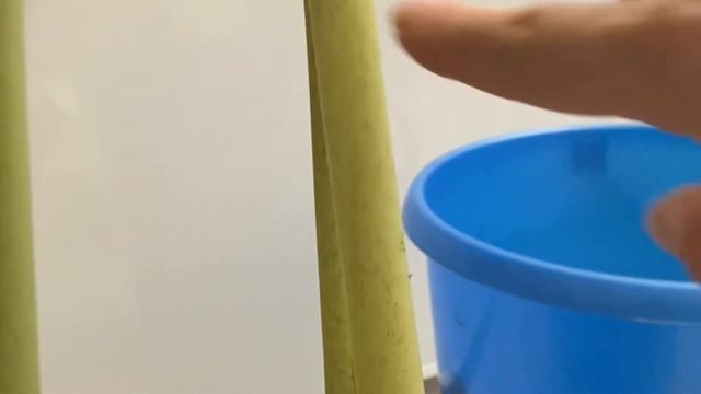 Алоказия пересадка #алоказия#пересадка цветов смотреть онлайн