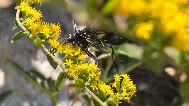 Solidago Rugosa/ Goldenrod fireworks смотреть онлайн