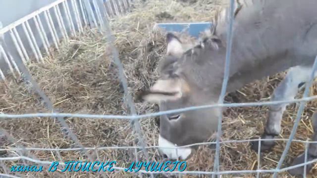 Как они живут на ферме. Оn the farm. смотреть онлайн