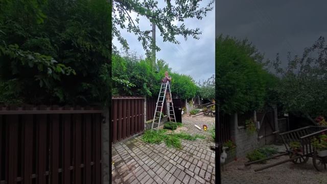 Живая изгородь из туи Брабант СМОТРИМ РЕЗУЛЬТАТ #ландшафтныйдизайн#озеленение#благоустройство смотреть онлайн
