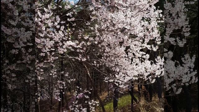 Крепость Хвасон в 수원시 /Suwon/Сувоне