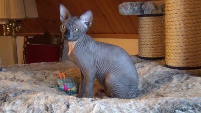 Amphion, sphynx kitten смотреть онлайн