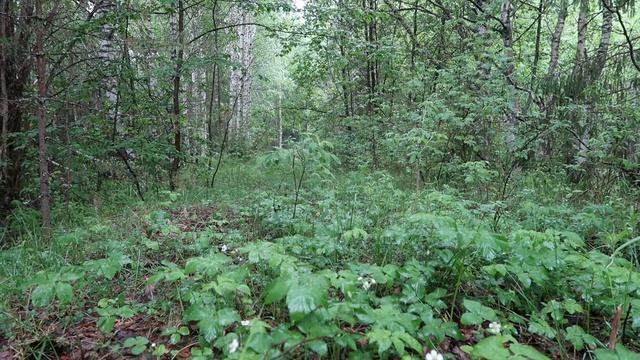 Звуки природы, шум леса, пение птиц, КОМАРЫ / sounds of nature, birdsong, forest noise смотреть онлайн