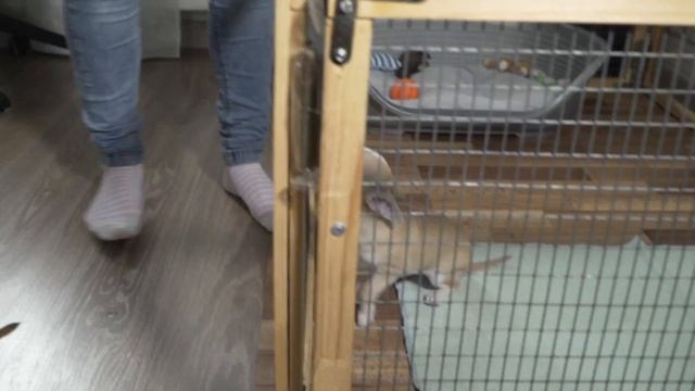 Щенок Чихуахуа. Кормление смотреть онлайн