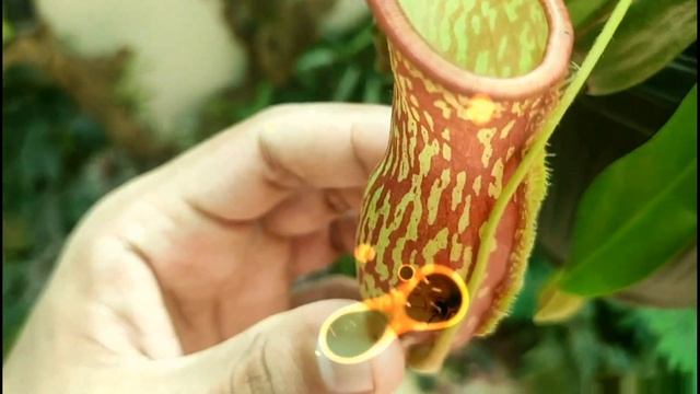Nepenthes 'Gaya Buddha' - Hybrid Pitcher Plant Care And Culture