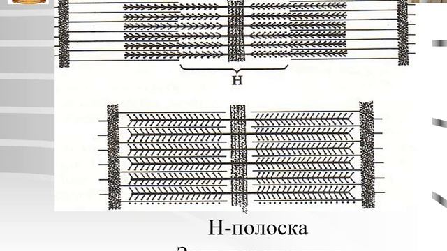 Лекция №6 : Мышечные ткани -1. Скелетная мышечная ткань. Скелетная мышца. Гистология. смотреть онлайн